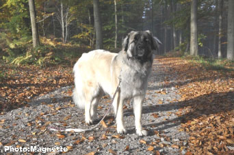 Sarplaninac Hajdi 16 months