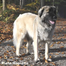 Sarplaninac Hajdi 16 months