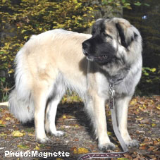 Sarplaninac Hajdi 16 months