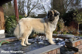 Sarplaninac Hajdi 17 months