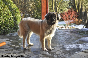 Sarplaninac Hajdi 17 months