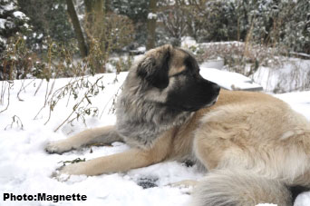 Sarplaninac Hajdi 17 months