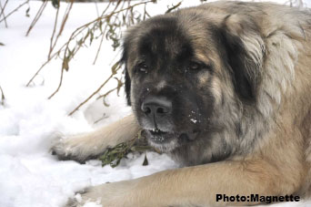 Sarplaninac Hajdi 17 months