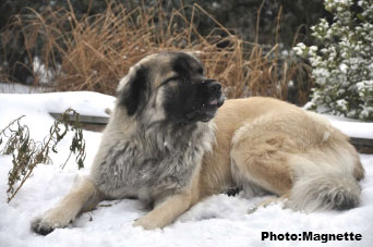 Sarplaninac Hajdi 17 months
