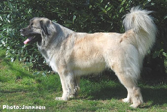 Sarplaninac Hajdi 20 months