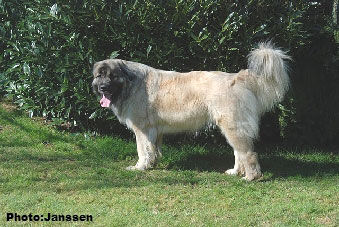 Sarplaninac Hajdi 20 months