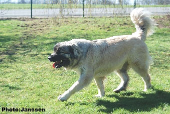 Sarplaninac Hajdi 20 months