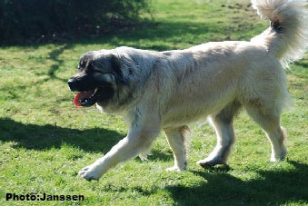Sarplaninac Hajdi 20 months