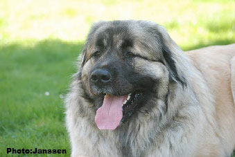 Sarplaninac Hajdi 20 months