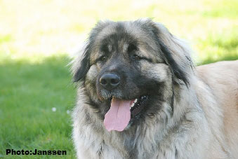 Sarplaninac Hajdi 20 months