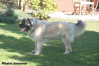 Sarplaninac Hajdi 20 months