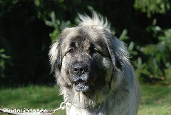 Sarplaninac Hajdi 20 months