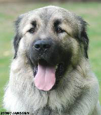 sarplaninac Higor 12 months