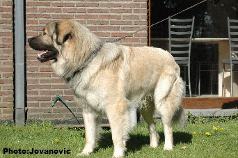 sarplaninac Higor 20 months