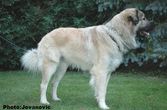 sarplaninac Higor 26 months
