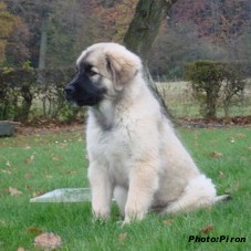 sarplaninac Higor 3 months