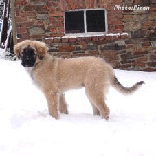 sarplaninac Higor 4 months