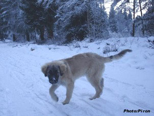 sarplaninac Higor 5 months