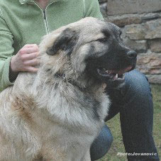 sarplaninac Higor 7,5 months