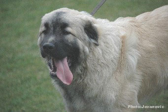 sarplaninac Higor 7,5 months