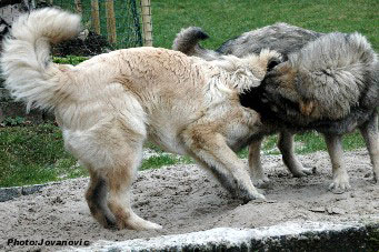 sarplaninac Higor et Hodessa 7,5 months
