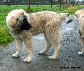 Hooker 4,5 months