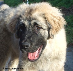 Hooker 4,5 months
