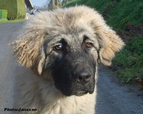 Hooker 4,5 months