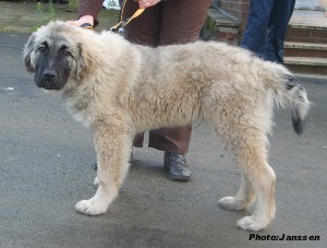 Hooker 4,5 months