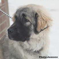 Hooker 5,5 months