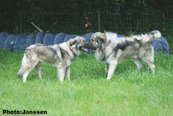 Hooker et Hodessa