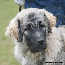 Hooker 6,5 months