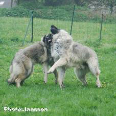 Hooker et Hodessa