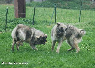 Hooker et Hodessa