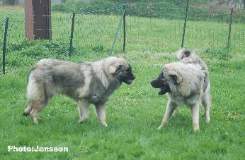 Hooker et Hodessa