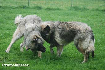 Hooker et Hodessa