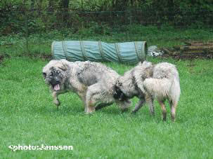 Hooker et Hodessa
