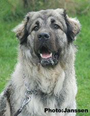 Hooker 15 months