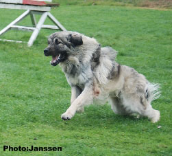 Hooker 15 months