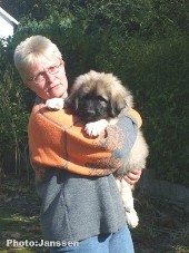 sarplaninac Hummer 2 months