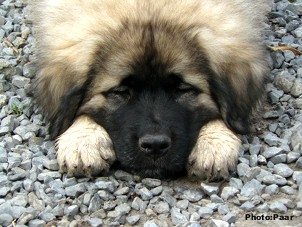 sarplaninac Hummer 2 months