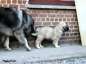 sarplaninac Hummer 2 months