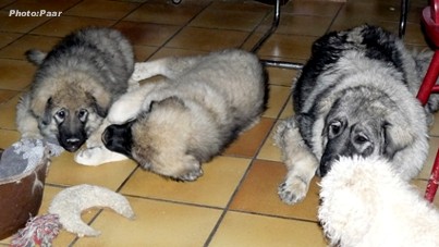 Hummer, Daedelou et Doural 3 months
