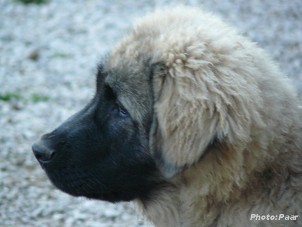 Hummer 4,5 months