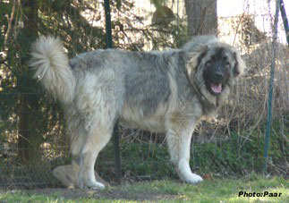 Hummer 8 months