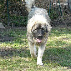 Hummer 8 months