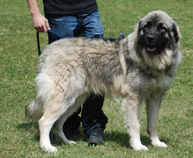 Hummer 10 months