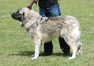 Hummer 10 months