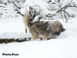 Hummer 18 months et Dolmenn