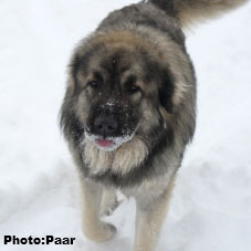 Hummer 18 months